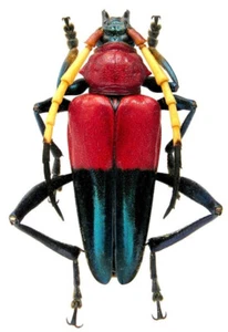 Beautiful Red Pachyteria equestris Long Horn Beetle Insect Bug Unmounted in USA - Picture 1 of 3