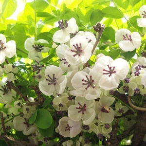 Akebia cinque foglie Alba 1L - La pianta si aggrappa saldamente ai supporti - Foto 1 di 12