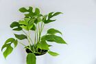 Rhaphidophora Tetrasperma - Mini Monstera - Philodendron "Ginny" - 20 Seeds