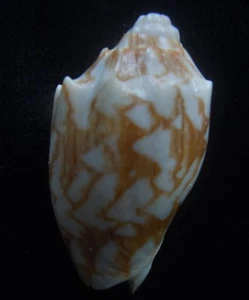 Seahell Cymbiola vespertilio PEQUEÑO Y GRASO 42mm F++ - Imagen 1 de 3
