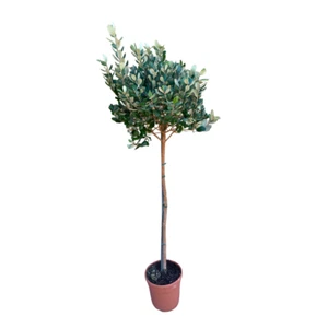 Pianta di FEIJOA SELLOWIANA Fejoia Acca sellowiana ALBERELLO vaso22cm FOTO REALE - Foto 1 di 3