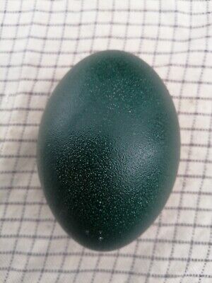 Real Blown Emu Egg Ideal Crafts Etc  X 1 • 17.35€