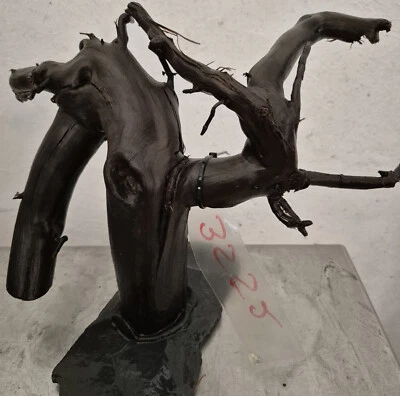 Garnelenbäumchen filigran auf Schieferplatte,vorgewässert Premium # 3552 - Bild 1 von 2