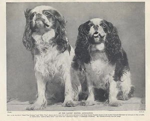 ENGLISH TOY KING CHARLES SPANIEL TWO NAMED DOGS OLD ORIGINAL 1934 DOG PRINT - Picture 1 of 1