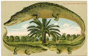Alligator Border Florida 627 Canary Date Palm - Picture 1 of 2