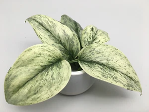 Scindapsus superstar variegata Stecklinge - Bild 1 von 4