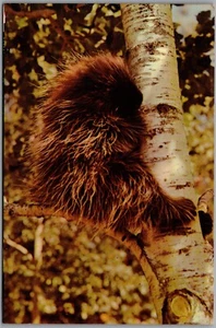 Postcard c1960s Porky the Porcupine Sitting on a Branch Birch Tree - Picture 1 of 2