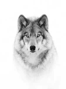 Retrato de lobo por Jim Cumming Western Wildlife Fotografía Giclee Arte Impresión - Imagen 1 de 3