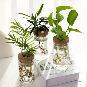 Glass Hydroponic Planter Vase Desktop Propagation Station for Home, Office, Etc. - Picture 1 of 5