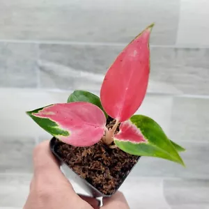 Aglaonema Suksom Jaipong,Chinese Evergreen, Lush Foliage, Air-purifying in 3"pot - Picture 1 of 15