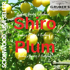 3 SHIRO PLUM Fruit Tree Scion / Cutting / Rooting / Grafting 10-12 INCH