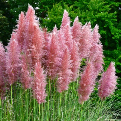 Pampas Grass, Ornamental, Pink Plumes, Easy Care, 2 x Cortaderia 9cm Potted - Image 1 of 4