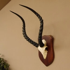 Impala Antílope (Aepyceros) Trofeo de Calavera Hl 49 CM Sobre Placa 88.4.61 - Imagen 1 de 8