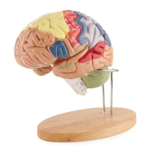 Modelo médico anatómico del cerebro humano anatomía corteza cerebral modelo del nervio cerebral - Imagen 1 de 9
