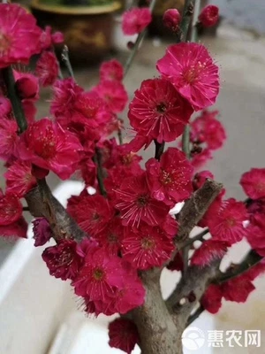 Japanese Big Trunk Plum Tree Gulihongmei 骨里红梅花Bonsai  Tree 8-9Years Old - Image 1 of 4