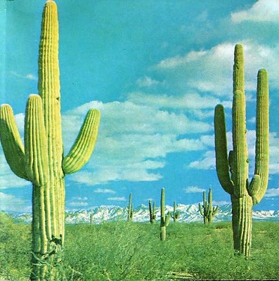 Rocket From The Crypt - The State Of Art Is On fire - Image 1 of 4