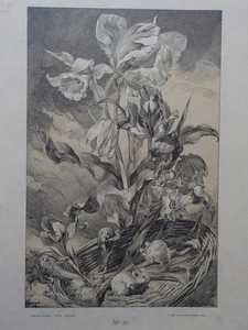 JUGENDSTIL: Tulpe, Safran, Narzisse. Nr. 36 aus Blumen und Pflanzen um 1890 - Bild 1 von 2