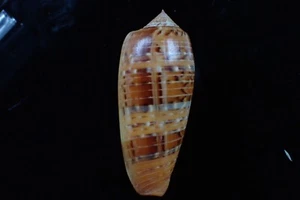 sea shells -conus dusaveli big and nice color 74-m.m. f+++ - Picture 1 of 5