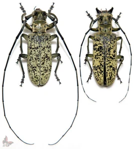 Pseudomeges marmoratus-Pair 70+mm, UNMOUNTED beetle - Picture 1 of 1