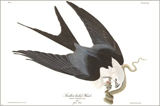 Póster artístico ilustración vintage de halcón cola golondrina de John James Audubon 20x30 Foto 1 de 1