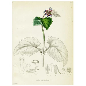 1834 REICHBACH FLORA Incisione colorata a mano, SALVIA VERTICILLATA (salvia lilla) - Foto 1 di 7
