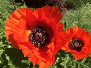 Poppy Oriental Orange-scarlet Flower Seeds (Papaver Orientale) 400 - 1200 Seeds - Picture 1 of 5