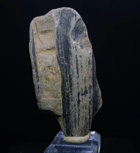 Crinoid Stem Section / Rare Fossil Specimen / Cape Enrage, Canada - Picture 1 of 5