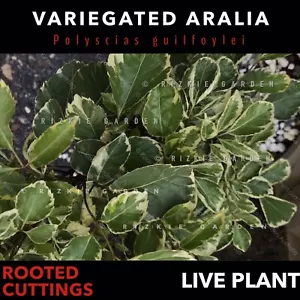⭐️OUT OF STOCK⭐️ - Variegated Aralia, Polyscias guilfoylei, Tropical Plant - Picture 1 of 5