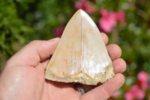 BARGAIN, CLEARANCE BUDGET MEGALODON SHARK FOSSIL TEETH, GREAT 1ST TOOTH/ KIDS. 6 - Picture 1 of 4