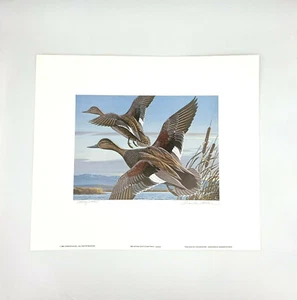 1983 Nevada Duck Stamp Charles Allen Signed and Numbered Print - Picture 1 of 4