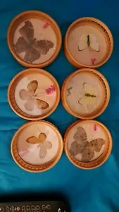 Vintage Set of 6 Bamboo Coasters With Holder / Pressed Butterflies 70's 80's - Picture 1 of 4