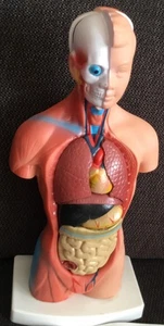 Modell Innere Organe Menschliche Anatomie ca.25cm Torso Medizinisches Lernen - Bild 1 von 3