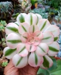 Aeonium Kilimanjaro Variegated 🏵️Cutting 8cm Succulent - Picture 1 of 4