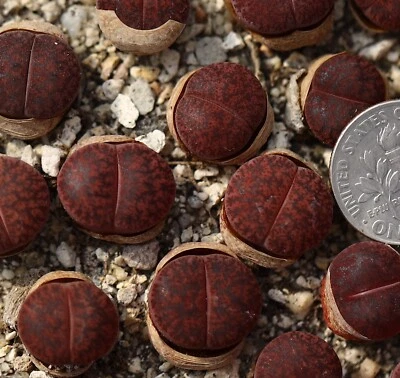 Plant -one- Lithops lesliei ‘ fred's redhead’ - Image 1 of 4