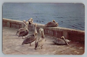 Postal cromada de los Pelicans Florida FL años 50 - Imagen 1 de 2