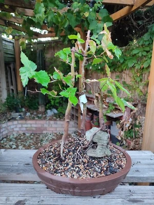 Large Beech Bonsai Compos,, 3x Trees In Ceramic Unglazed Pot CLEARANCE 30% OFF - Image 1 of 3