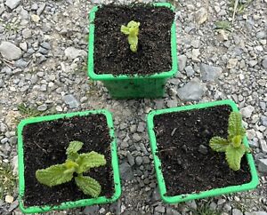 3 Plants De Crosnes Du Japon En Godets De Mon Jardin