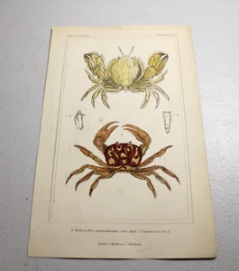 Impresiones a color de animales CUVIER 1837 ~ CANGREJO TERRESTRE ROJO, más otro tipo - Imagen 1 de 1