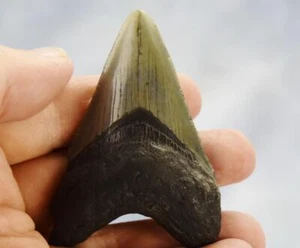 Megalodon Shark Teeth XLG Real FOSSIL 5 - 24 million year old 84mm 3.0" 617cc - Picture 1 of 10