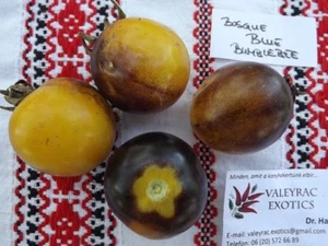 Tomate Bosque Blue Bumblebee - 10+ semillas - ¡CREMOSO y JUGOSO! - P 193 - Imagen 1 de 1