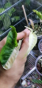 Syngonium Angustatum Variegated - Zdjęcie 1 z 4