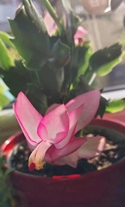 Schlumbergera Truncata Weihnachtskaktus seltene Pflanze blüht zum 2 mal momentan - Bild 1 von 4