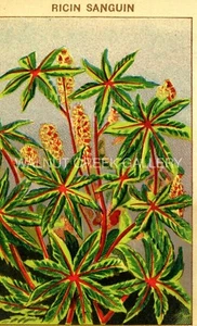 Vintage French Seed Label, Blood Red Castor Flowers, Art Print on 11x14" 10032 - Picture 1 of 1