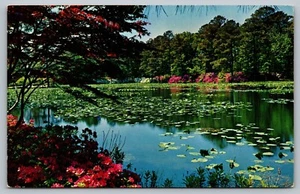 AK Teich mit Seerosenbäumen blühende Blumen Naturszene ungeteilt - Bild 1 von 2