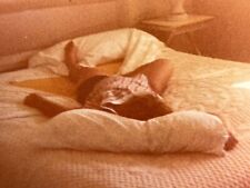 A1 Photograph 1970-80's Mystery Woman Sleeping Beauty On Bed Sexy Lady