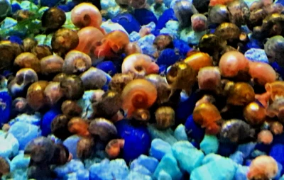 100+ SMALL Ramshorn Snails - Pea Puffer Feeder Special - Assorted Color - LIVE - Image 1 of 2