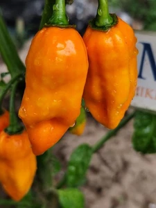 Habanero Isabela Yellow Pheno , 10 semillas , Capsicum chinense (681) - Picture 1 of 1