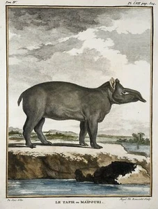 1779 Tapir ou Maipouri; J. de Seve, Mammal, 4to engraving - Picture 1 of 2
