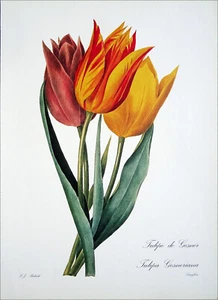 HERBIER - TULIPE de GESNER - Planche couleur (d'après P.-J. Redouté) - Picture 1 of 1