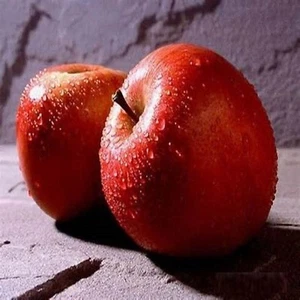 MacIntosh Apple Fragrance Oil Candle/Soap Making Supplies **Free Shipping** - Picture 1 of 1